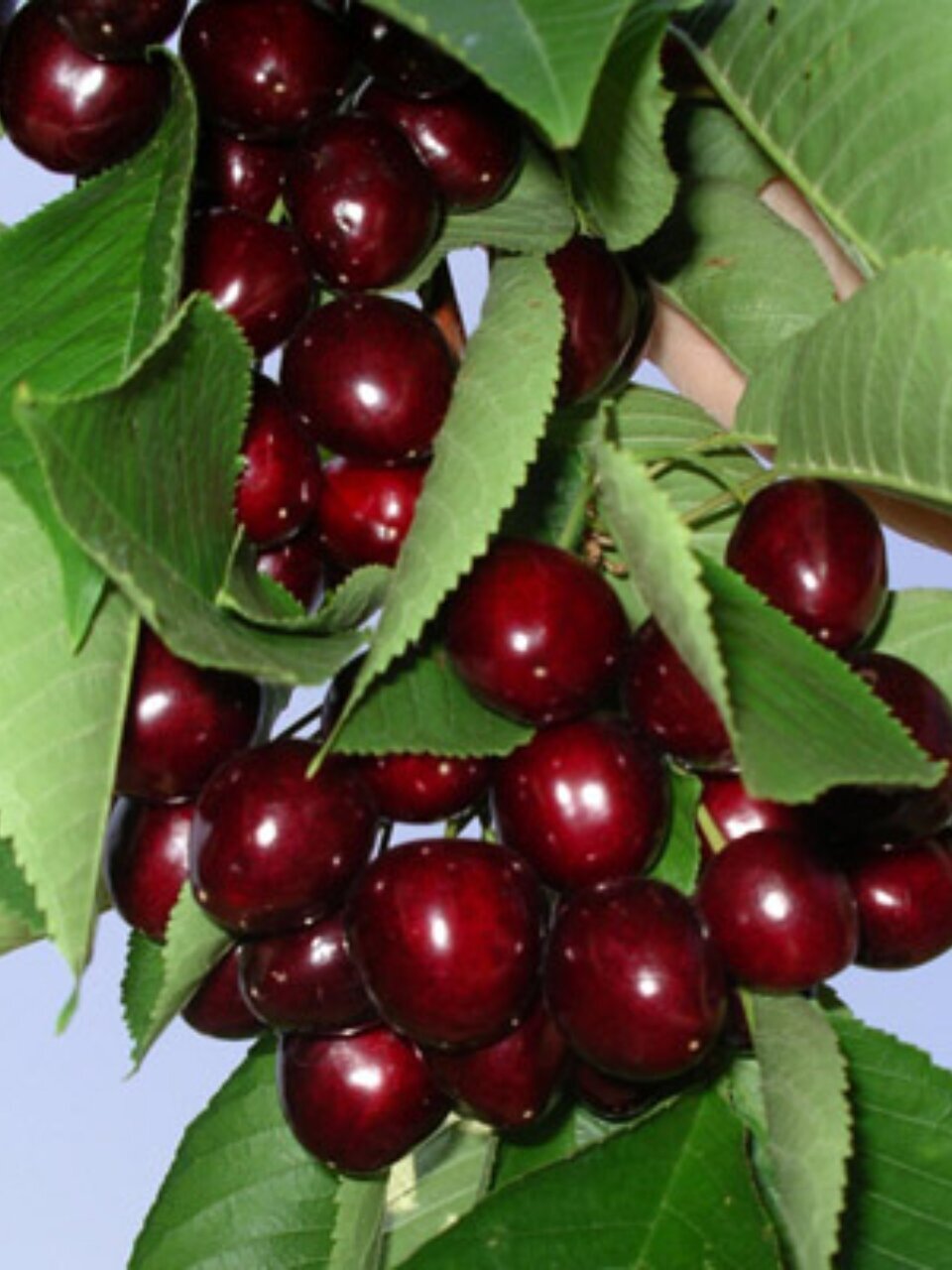 Саженцы Черешня, Мичуринка, 752160