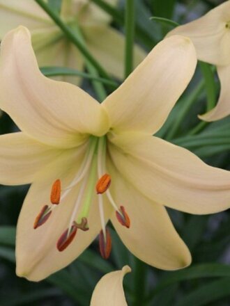 Луковицы Лилия, Перл Франсес, 14-16