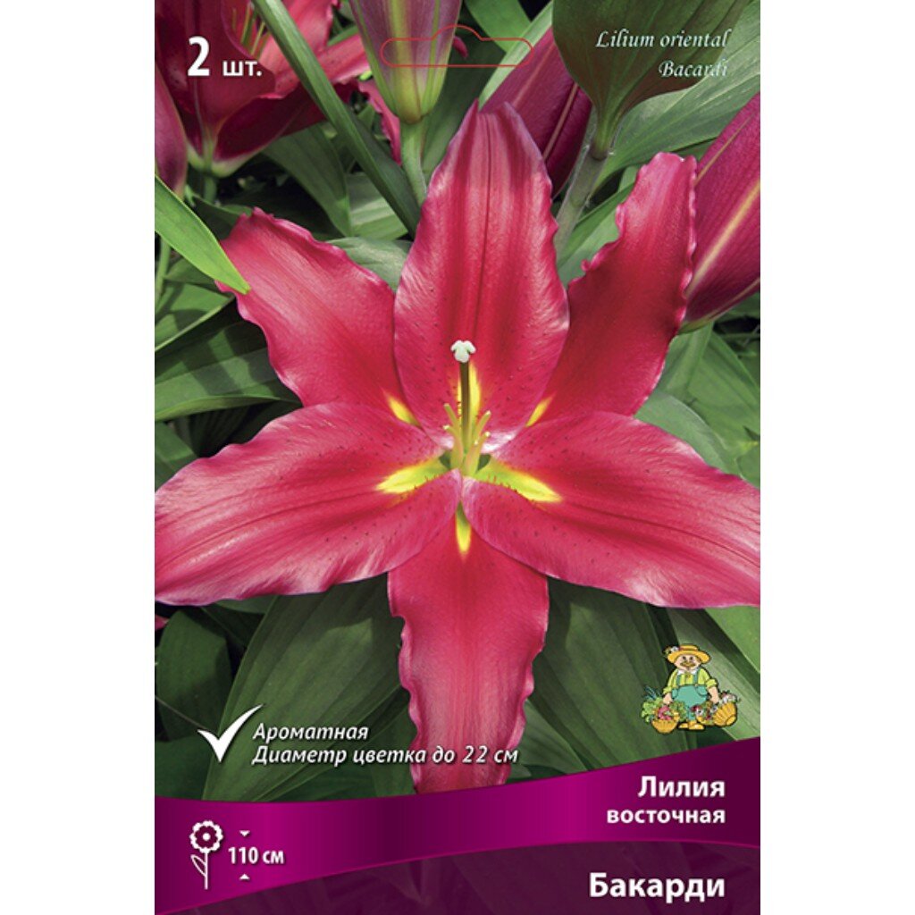 Луковицы Лилия восточная, Бакарди, 14-16/К, 2 шт