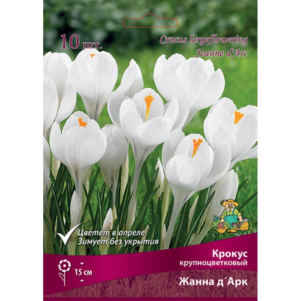Луковицы Крокус крупноцветковый, Жанна д'Арк, 8-9/К, 10 шт