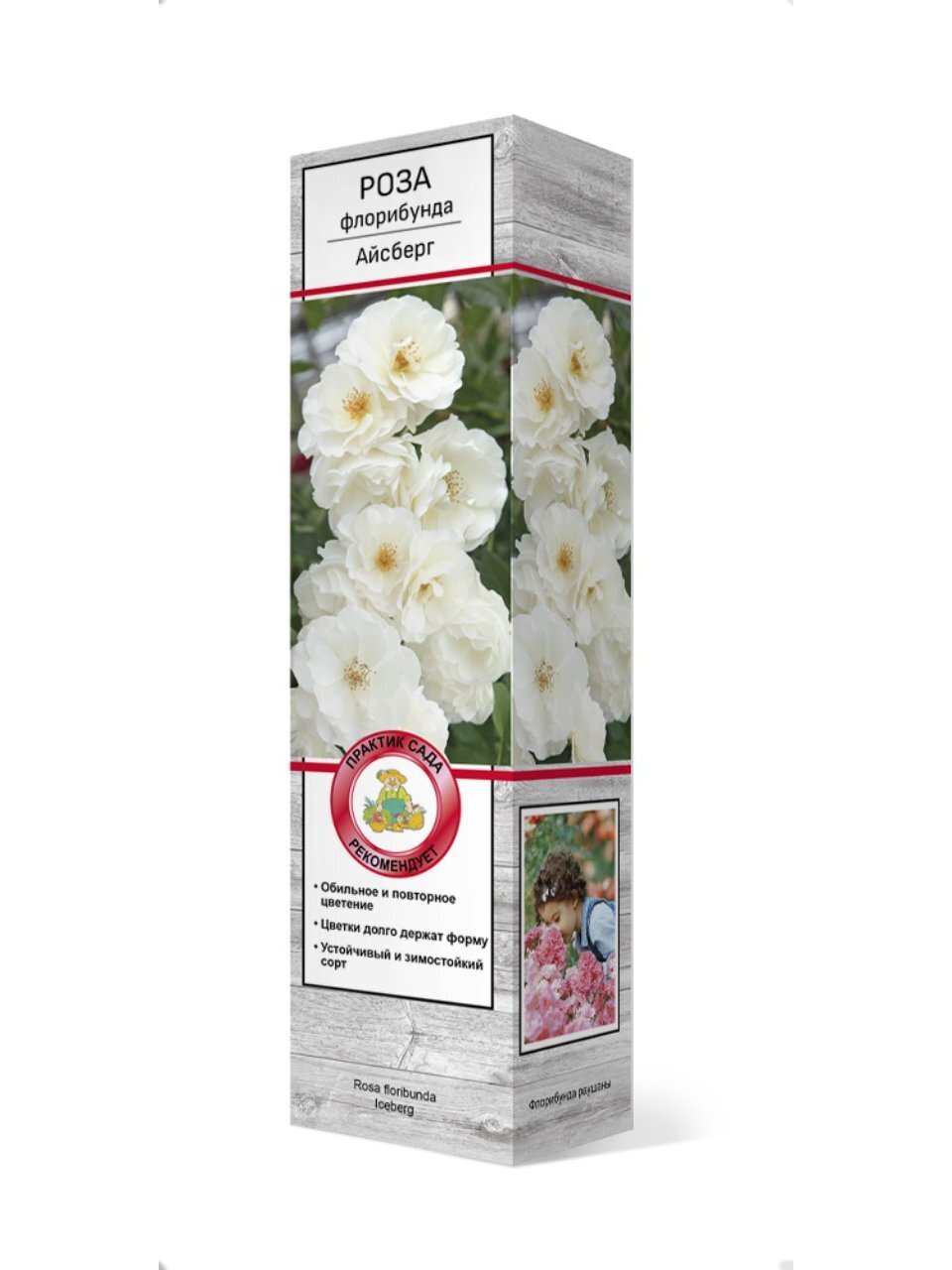 Саженцы Роза флорибунда, Айсберг