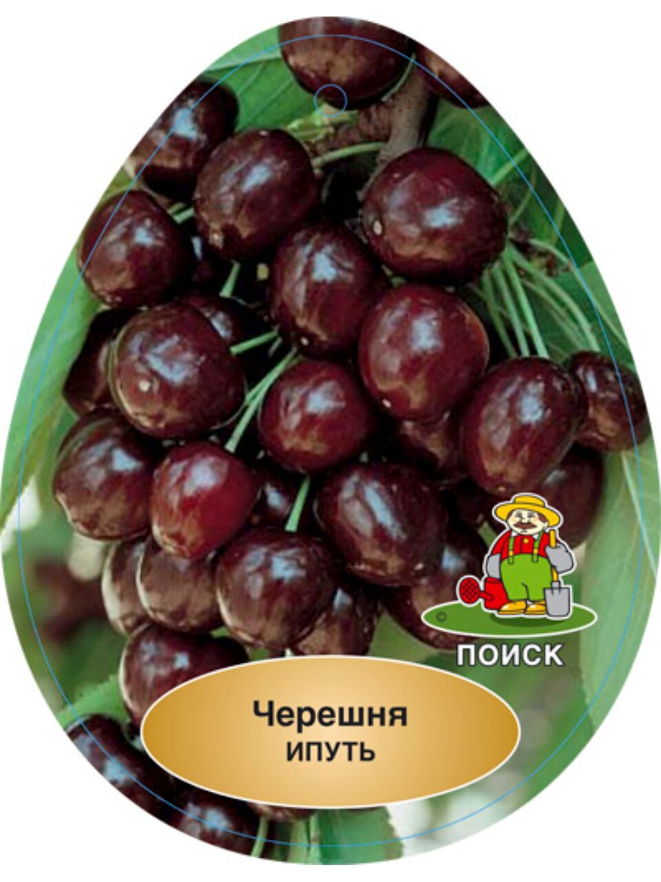 Саженцы Черешня, Ипуть ранний, 752166