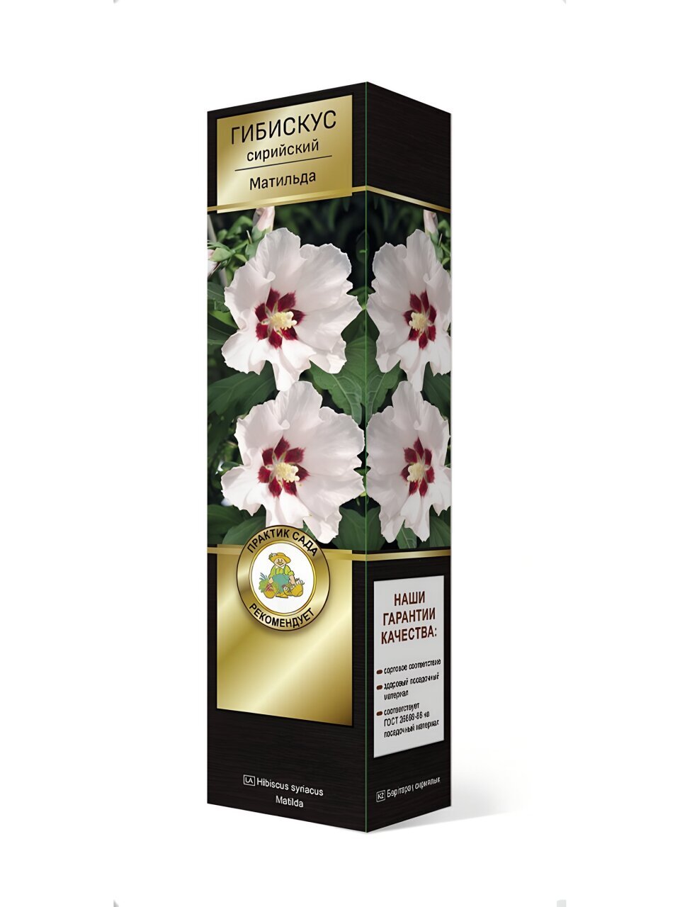 Саженцы Гибискус сирийский, Матильда