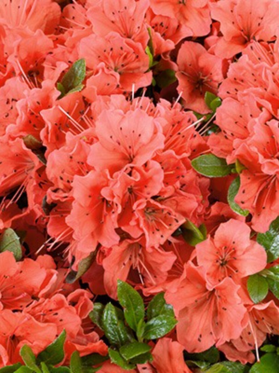 Саженцы Азалия японская, Гейша Ориндж, 750295