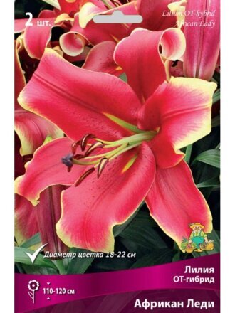 Луковицы Лилия ОТ-Гибрид, Африкан Леди, 14-16, 2 шт