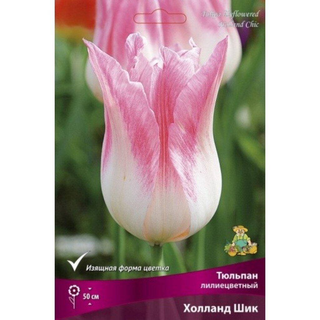 Луковицы Тюльпан лилиецветный, Холланд Шик, 11-12/К, 7 шт