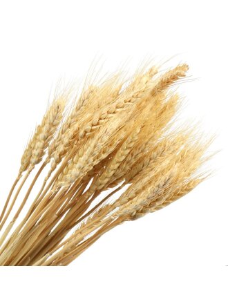 Цветок искусственный декоративный Колосья, бежевый, Y4-5315