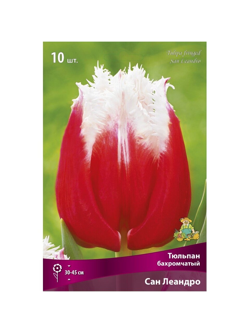 Луковицы Тюльпан бахромчатый, Сан Леандро
