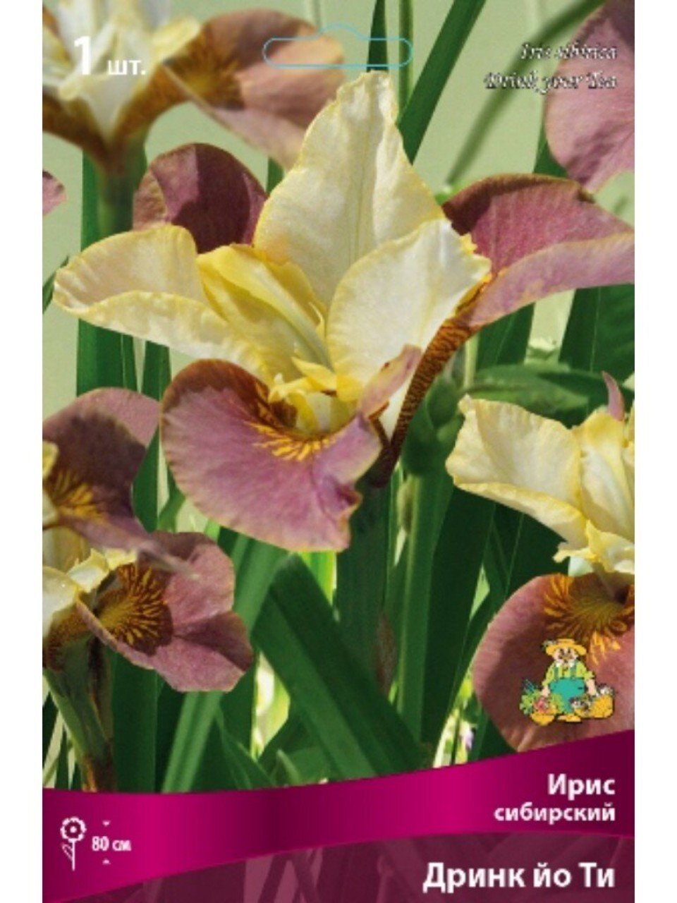 Луковицы Ирис сибирский, Дринк йо Ти