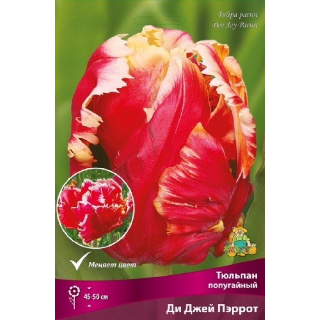 Луковицы Тюльпан попугайный, Ди Джей Пэррот, 11-12/К, 7 шт