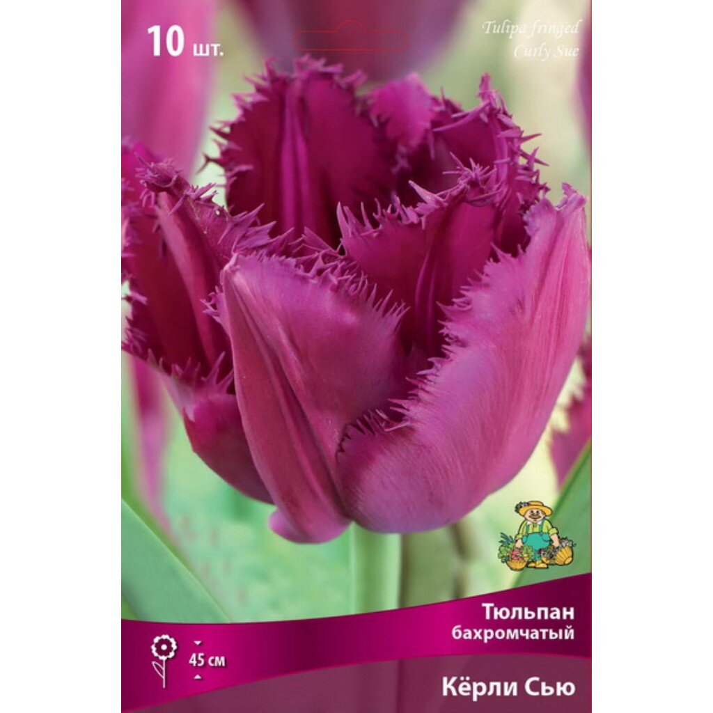 Луковицы Тюльпан бахромчатый, Керли Сью, 11-12/К, 10 шт