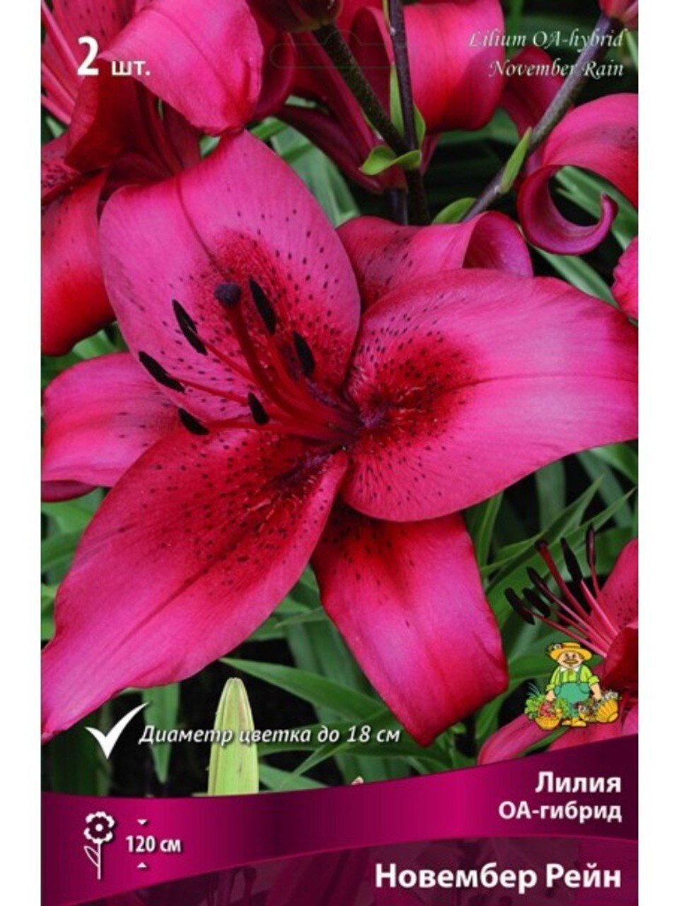 Луковицы Лилия ОА-Гибрид, Новембер Рейн, 14-16, 2 шт