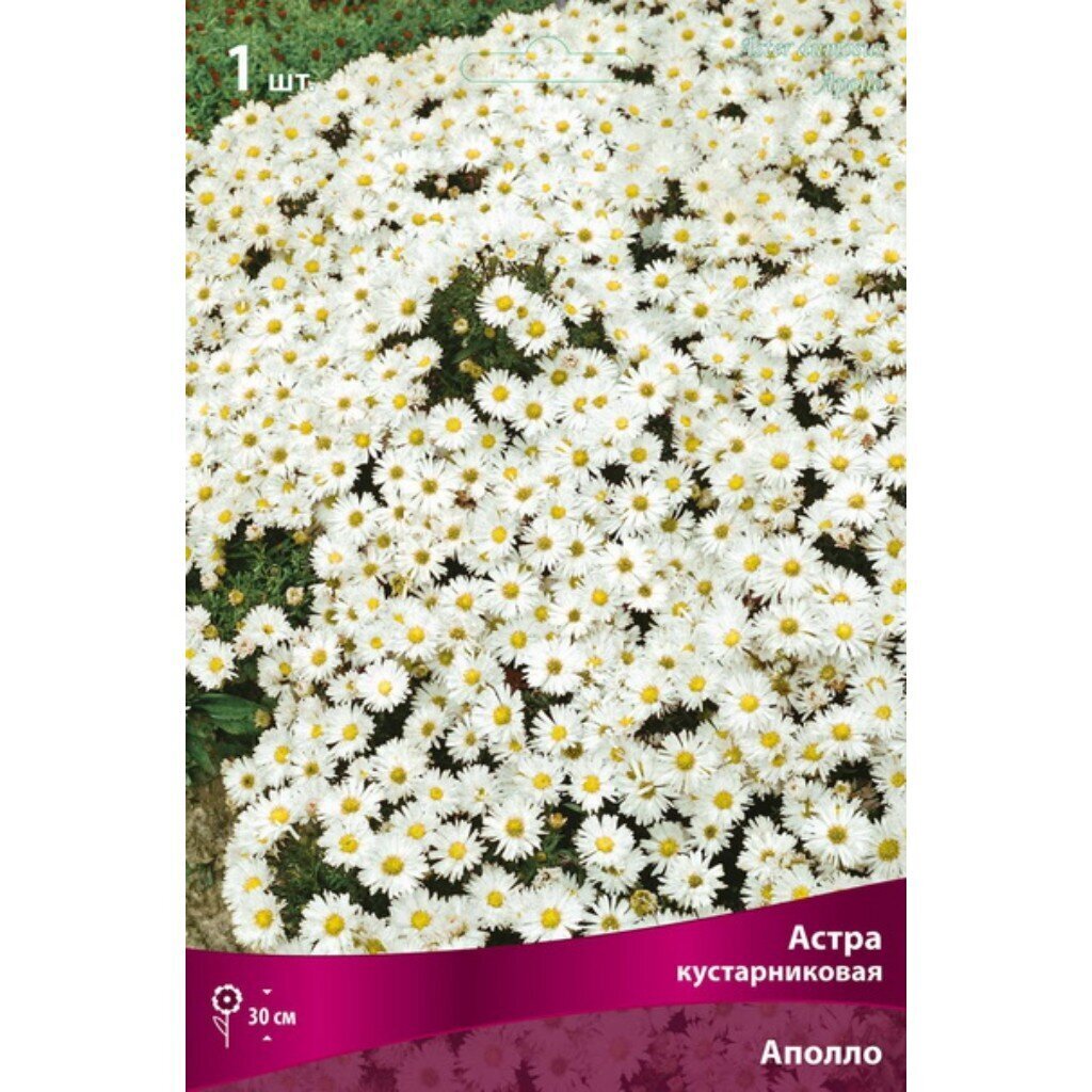 Корневище Астра кустарниковая, Аполло