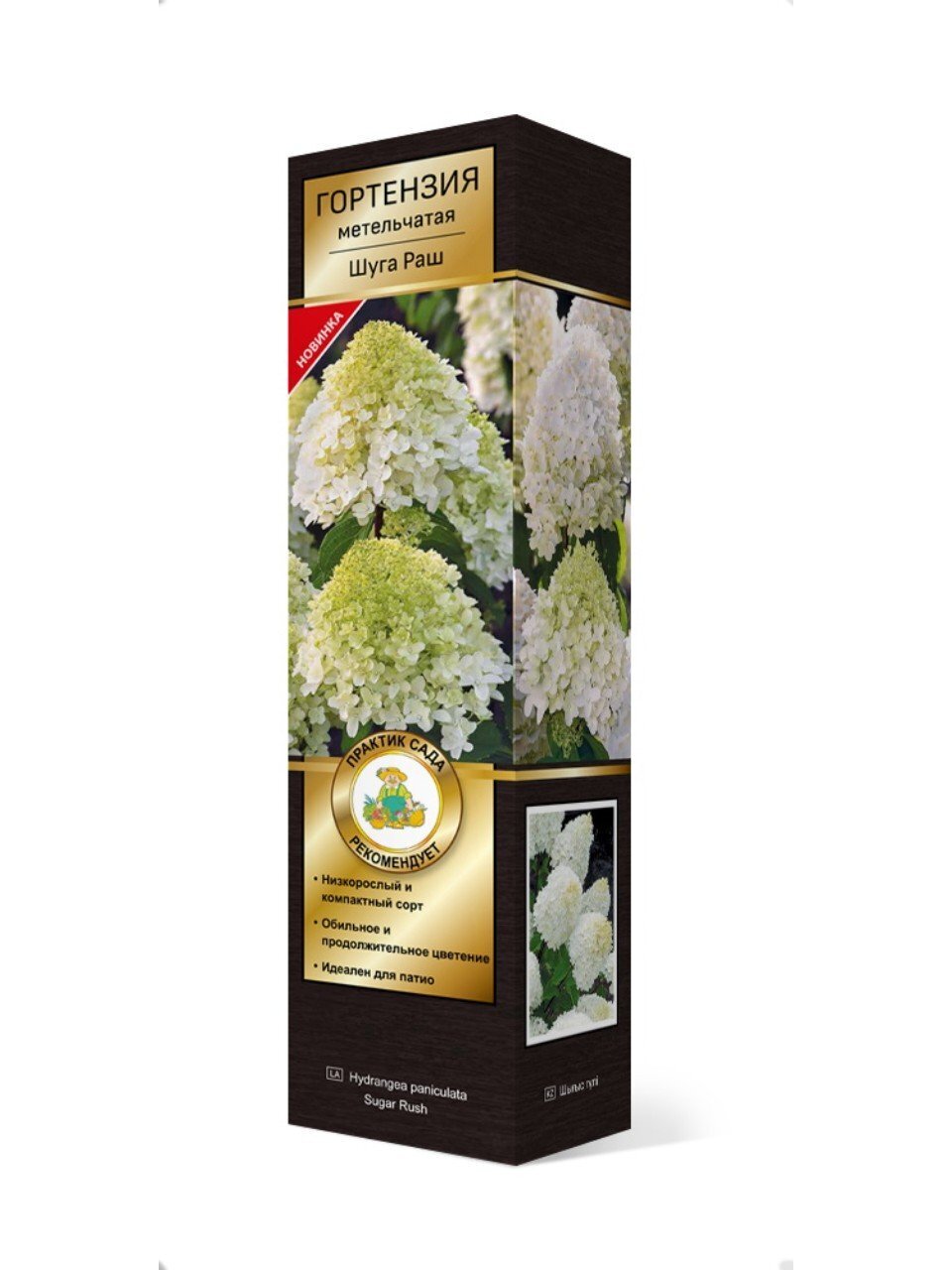 Саженцы Гортензия метельчатая, Люкс Шуга Раш, серия Патио, высота кустарника 50-100 см, 799427