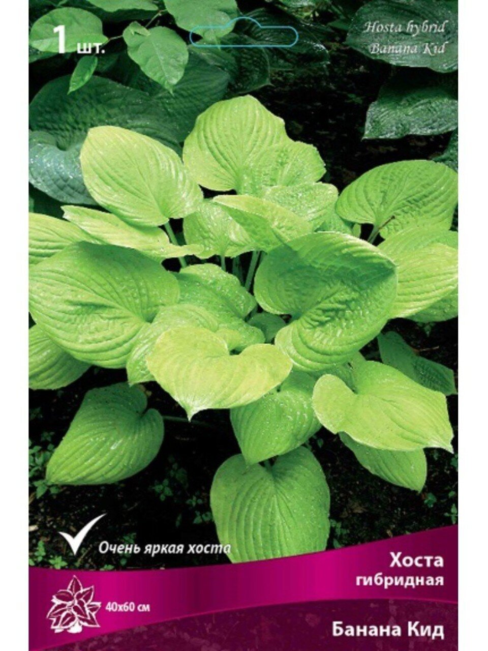 Корневище Хоста гибридная, Банана Кид