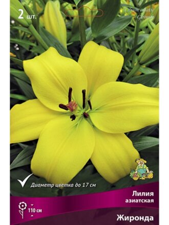 Луковицы Лилия азиатская, Жиронда, 14-16, 2 шт