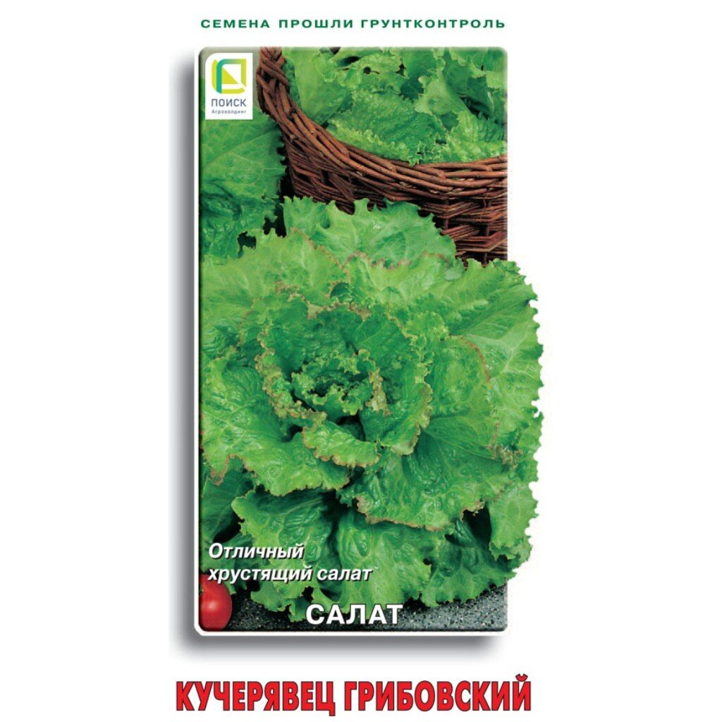 Семена Салат полукочанный, Кучерявиц Грибовский, 1 г, цветная упаковка, Поиск семена поиск салат русич