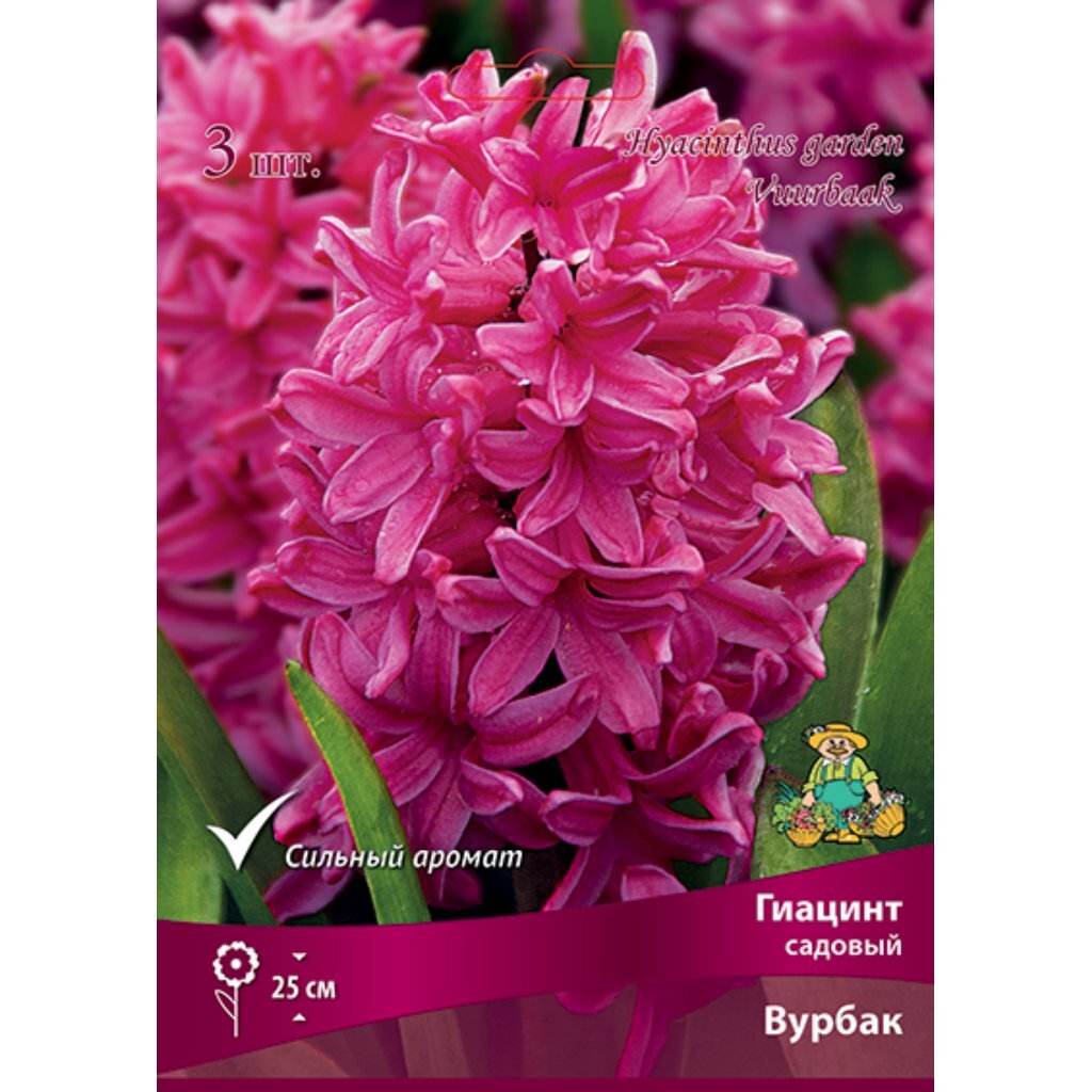 Луковицы Гиацинт садовый, Вурбак, 14-15/К, 3 шт