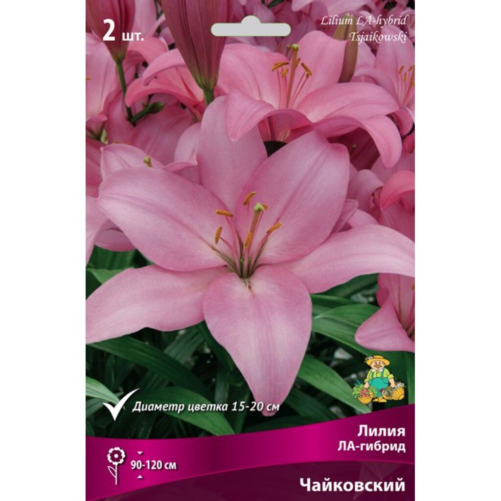 Луковицы Лилия ЛА-Гибрид, Чайковский, 14-16/К, 2 шт