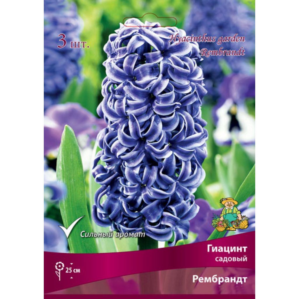 Луковицы Гиацинт садовый, Рембрандт, 14-15/К, 3 шт