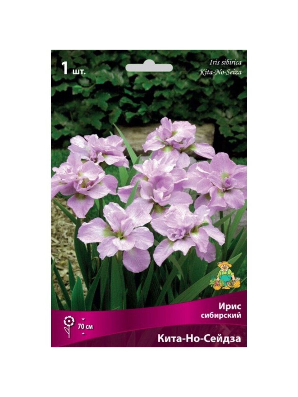 Луковицы Ирис сибирский, Кита-Но-Сейдза