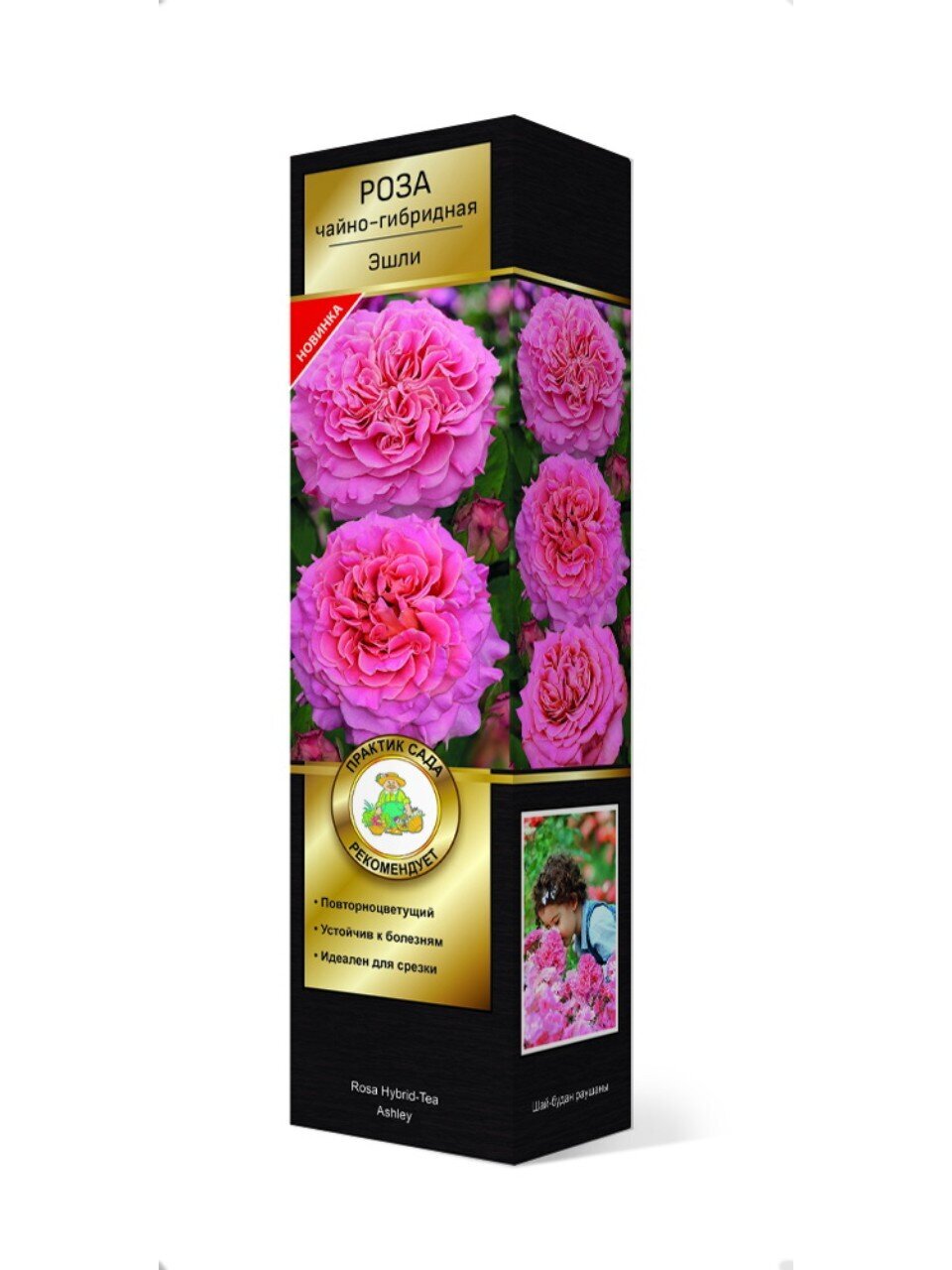 Саженцы Роза чайно-гибридная, Эшли, Тантау