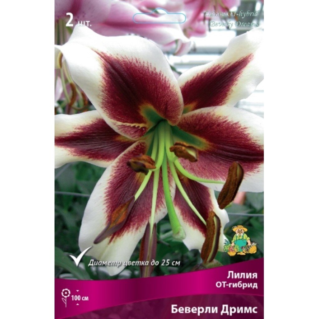 Луковицы Лилия Гибрид, Беверли Дримс, 14-16/К