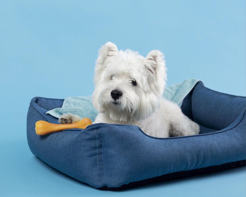 adorable-white-little-puppy.jpg