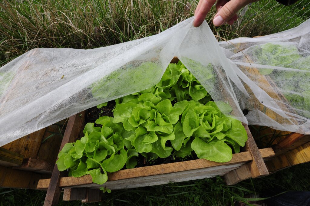 plastikovye-teplicy-ili-teplicy-iz-fol-gi-dla-proizvodstva-produktov-pitania-v-sel-skom-hozaistve.jpg