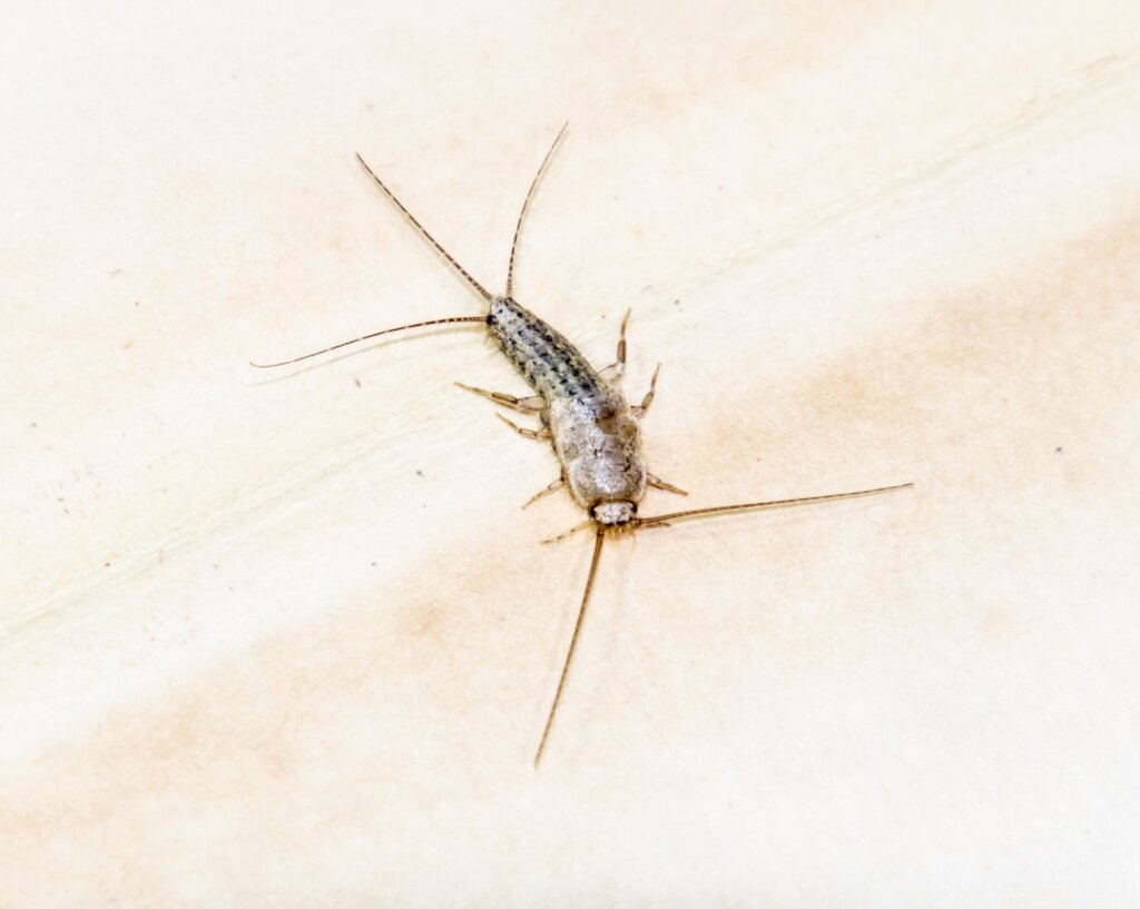 thermobia-domestica-vrediteli-knigi-i-gazety-lepismatidae-nasekomye-pitausiesa-bumaznoi-serebranoi-ryboi.jpg