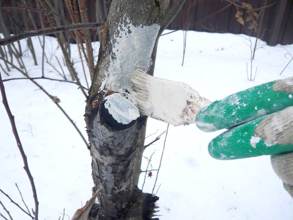 Побелка деревьев зимой