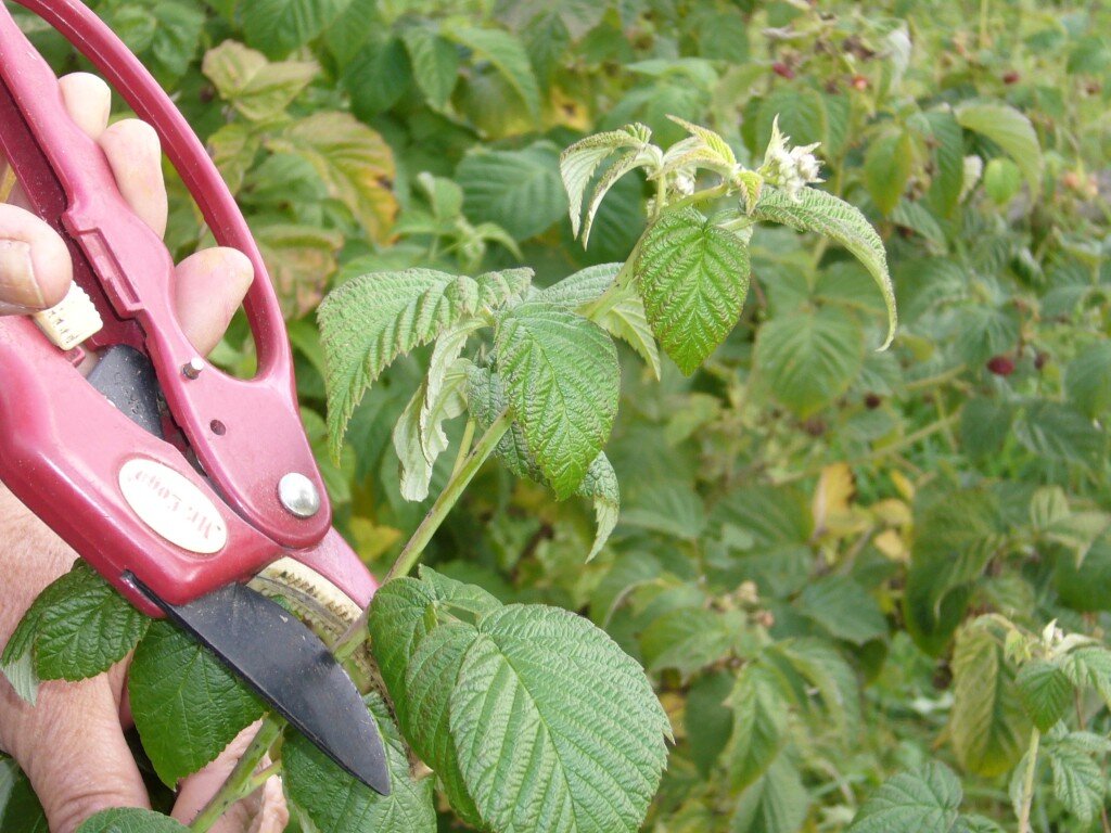 Способы размножения малины: как не остаться без урожая – блог  интернет-магазина Порядок.ру