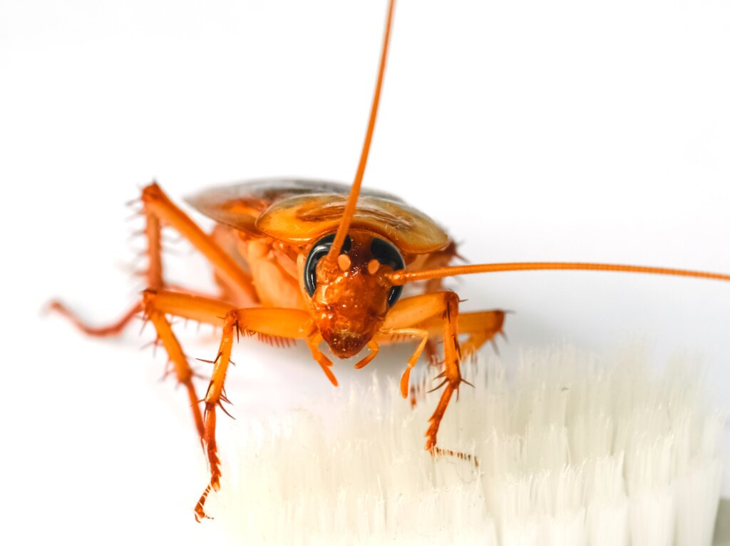 10 вещей, которых тараканы боятся в квартире больше всего