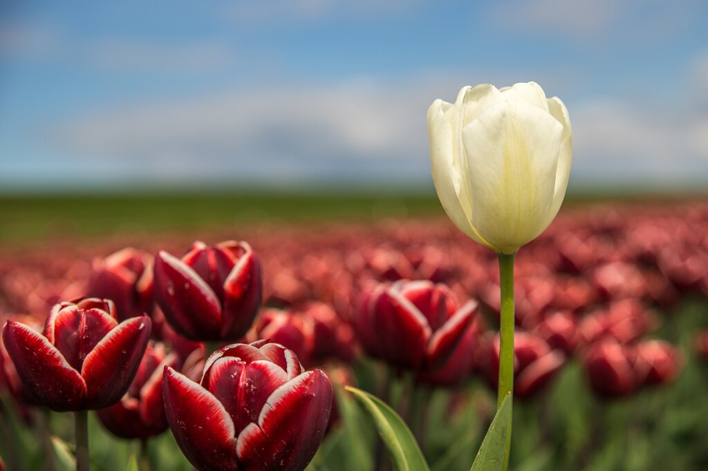 selective-focus-shot-red-white-flower-near-each-other.jpg