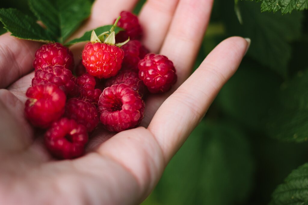 raspberry-hand-close-up-view.jpg