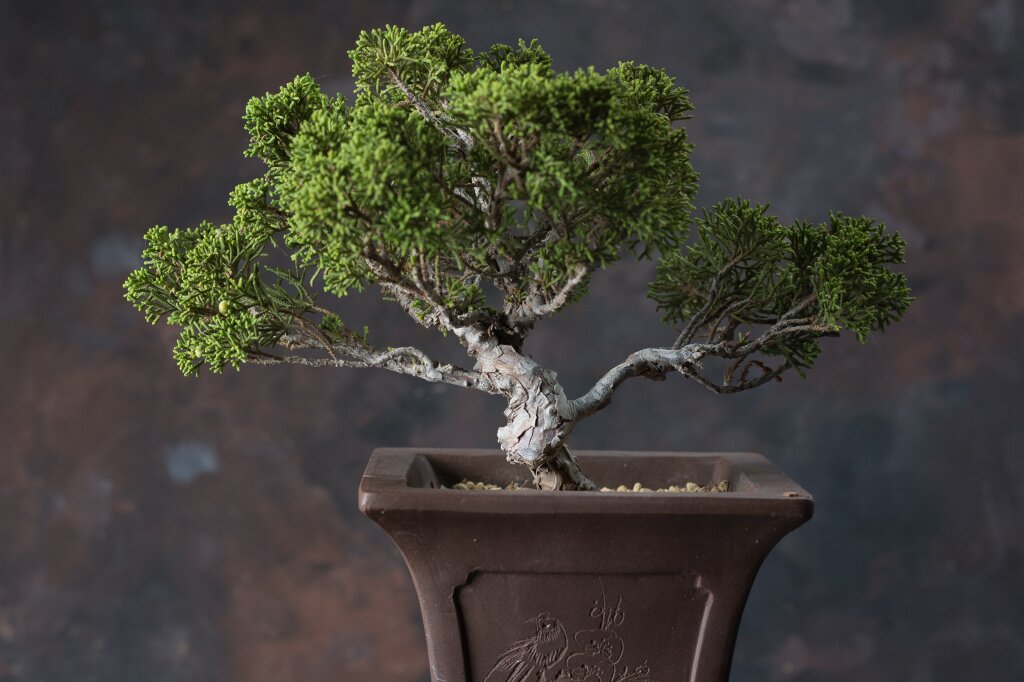 бонсай bonsai-tree-typical-japanese-culture.jpg