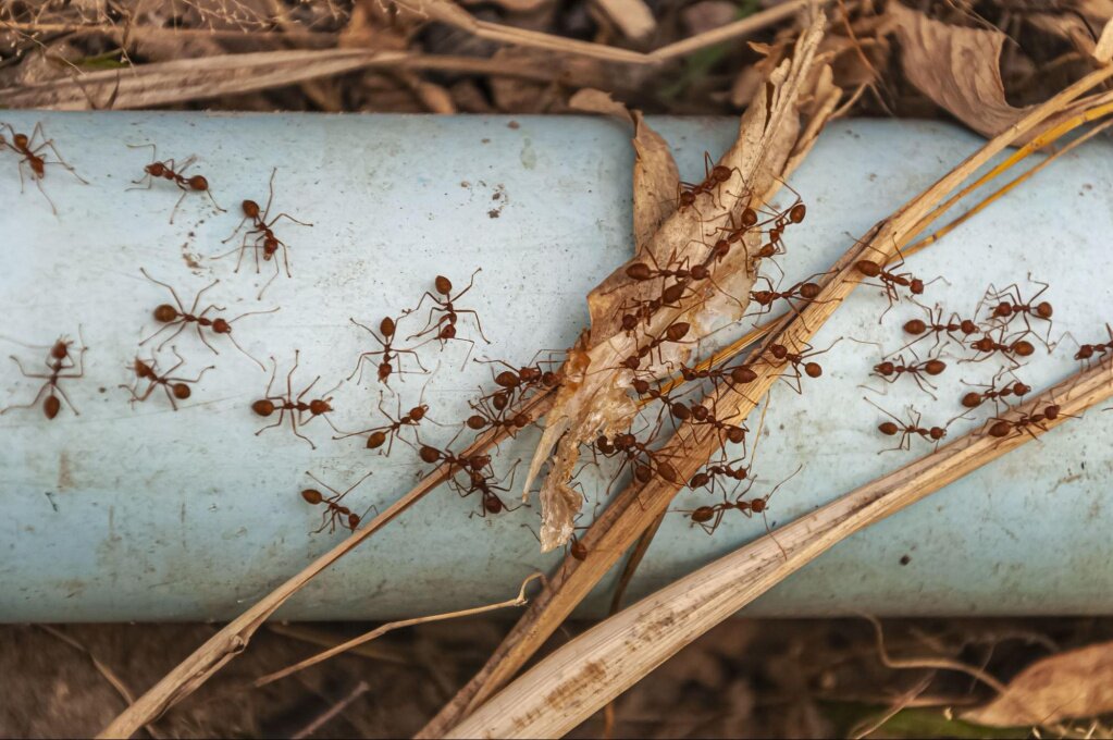 Сказка про муравьишку