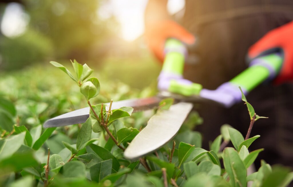 male-hands-cutting-bushes-with-big-scissors.jpg