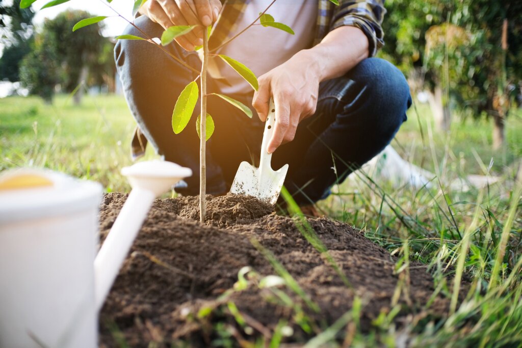 young-man-gardener-planting-tree-garden-gardening-watering-plants.jpg