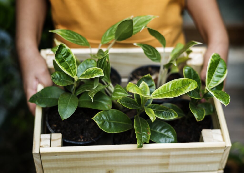саженцы closeup-houseplant-wooden-box.jpg