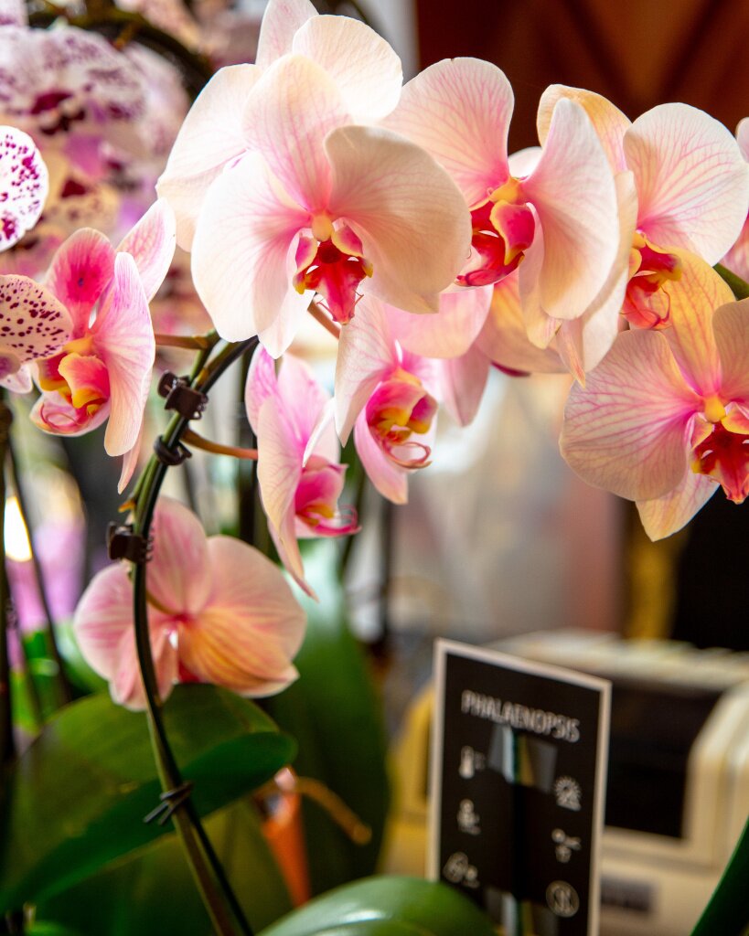 Осмотр орхидеи
