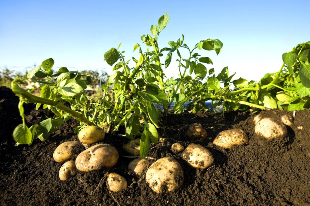 Посадка картофеля весной