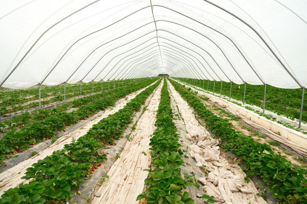 large-spacious-modern-hothouse-containing-strawberries.jpg