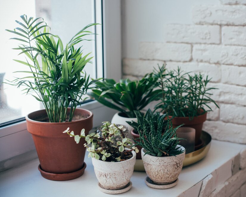 Красивые комнатные растения, которые должны быть в каждой квартире (50 фото)