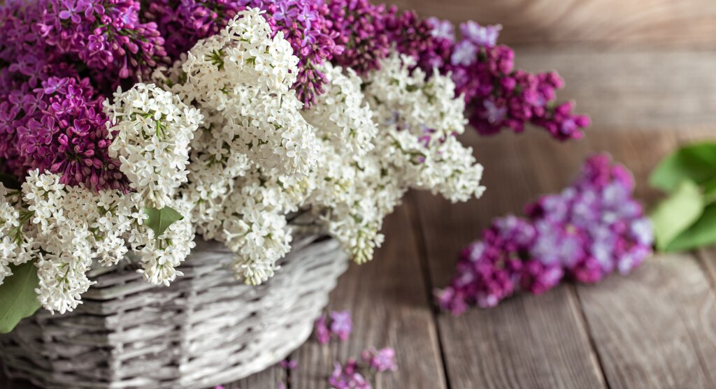 spring-composition-with-lilac-flowers-wicker-basket-mothers-womens-day-space-text-horizontal-orientation-gift-baskets-flower-deliveries.jpg