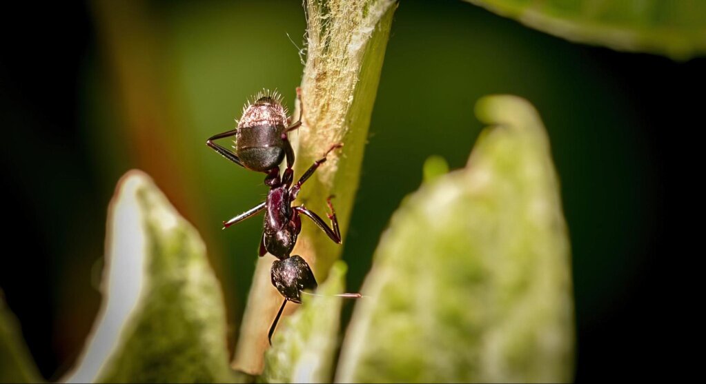 Почему надо избавляться от муравьёв на участке