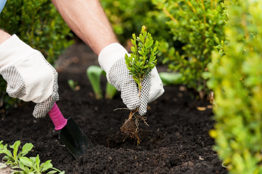 посадка planting-seedling-close-up-image-male-hands-glovers-holding-green-plant.jpg
