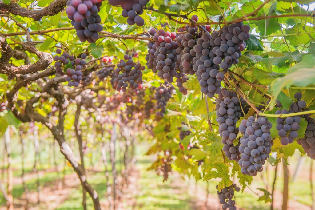Как вырастить виноград?