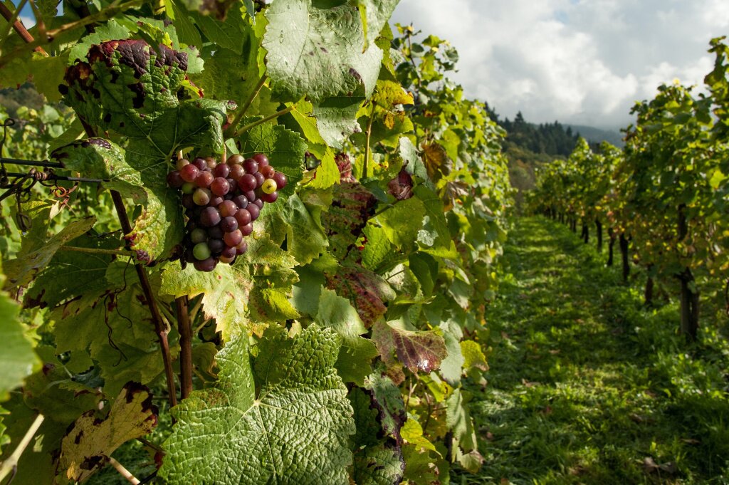 Как вырастить виноград на своем участке: правила и советы – блогинтернет-магазина Порядок.ру