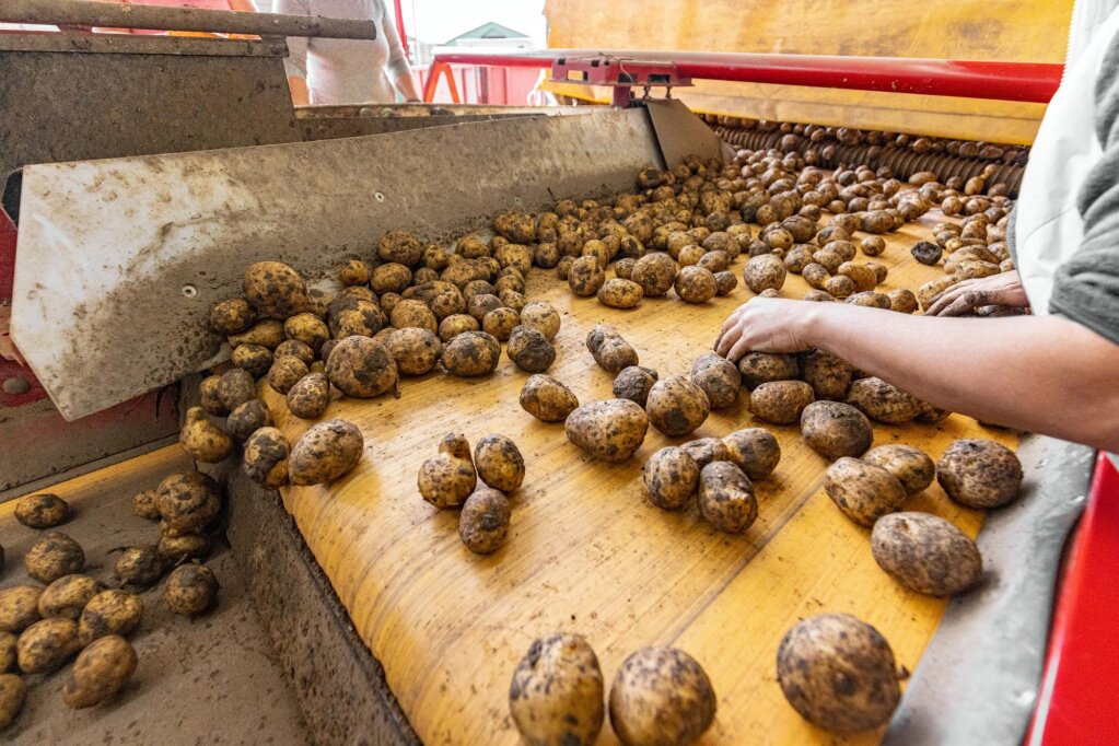 Правила выбора, подготовки и хранения семенного картофеля